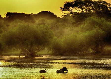 Sri Lanka's Water Buffalo