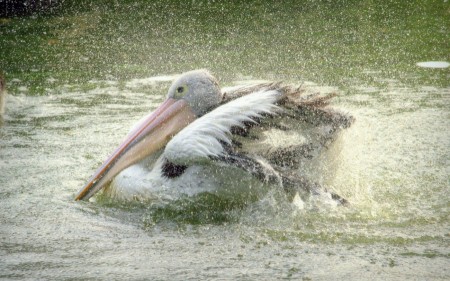 Pelicans