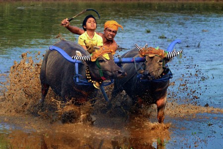 A lesson in bull racing