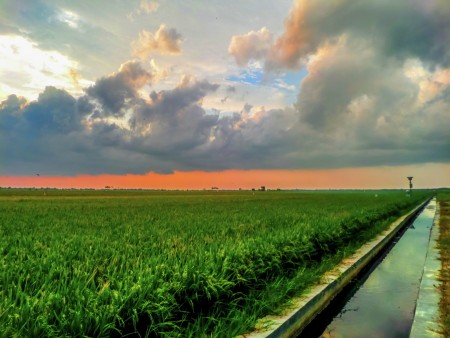 sawah