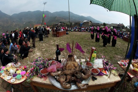 cung dau heo