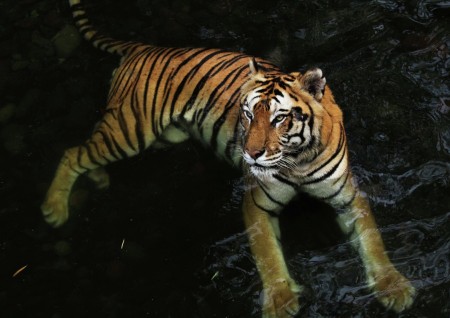 Tiger In The River