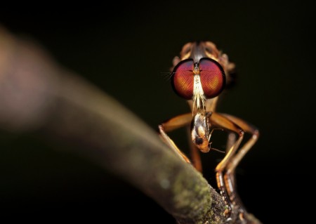 Robber Fly Eating