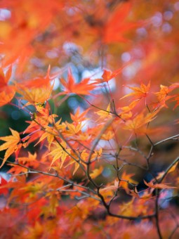 Autumn Leaves