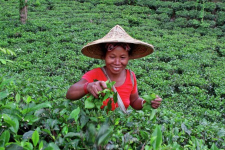 Garo women in tea Garden