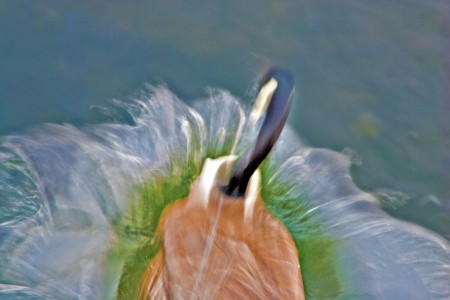 Splash