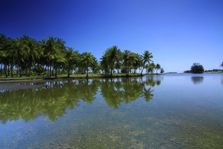 The temptation of coconut tree