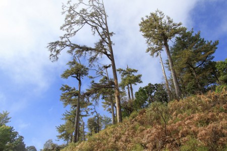 Trees Nature's protector