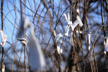 Wish of sakura