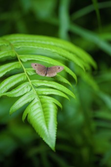 butterfly