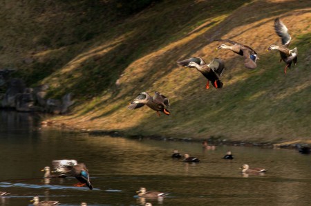 Landing Formations