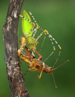 The power of Spider