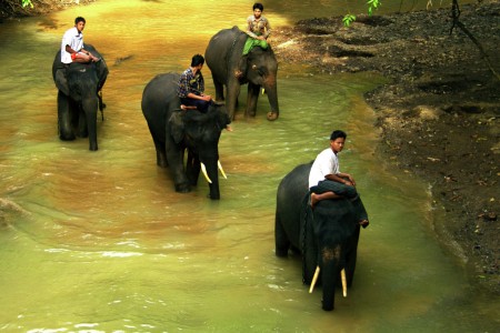 Elephants, Giant Workers for the Forest