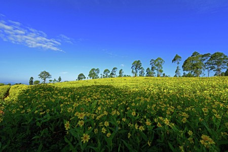 Flowers field