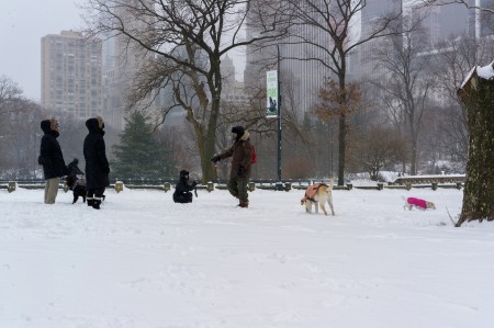 walk the dogs out