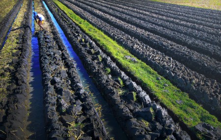 Ladang bawang