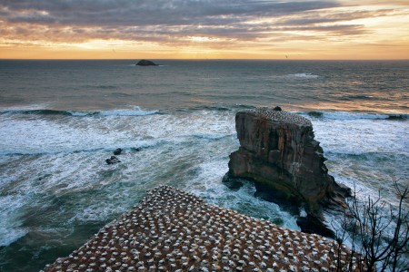 Gannets Sunset at Muriwai