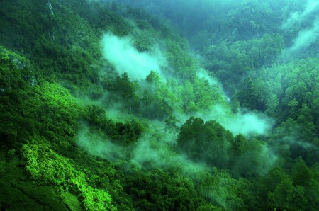 Hutan ku