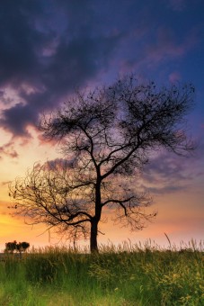 The Dawn Phase of a Tree