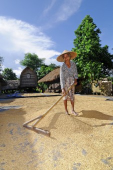 Sasak Lady With Her Rice
