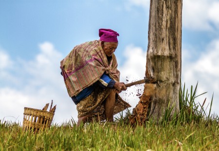 Cutting Log