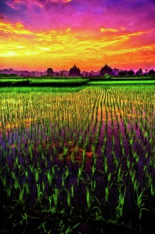 PLAOSAN UNDER THE SUNRISE