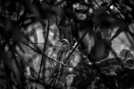 A bird in a bush
