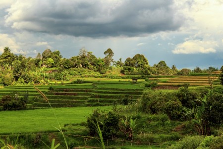 sawah di desa palembayan