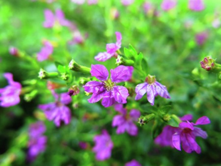 Bunga Kebun