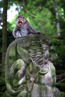 MONGKEY FOREST UBUD
