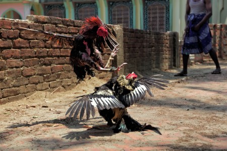 Cockfight