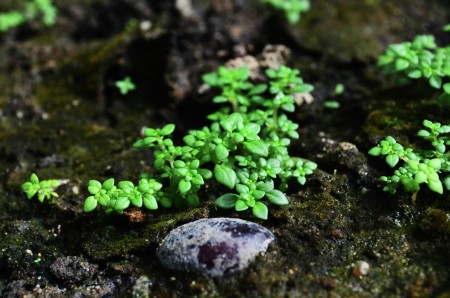 Small Plants
