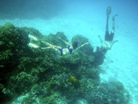 Corals in Batu Lemboto Snorkeling Site