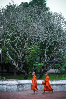 Little Monk