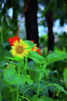 Sunflower