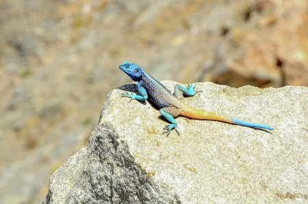 Rainbow -Colored Agama