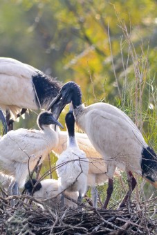 White Ibis Australia