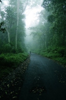 walk in the mist