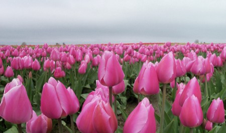 Tulip Festival at Tulip Town