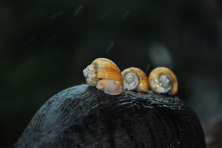 Amazing Baby Snails