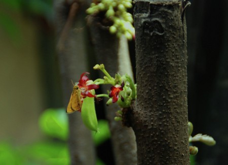 Kupu-Kupu