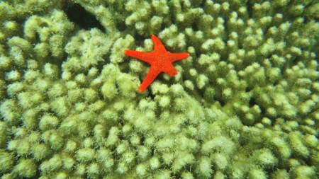 Sea star are broken