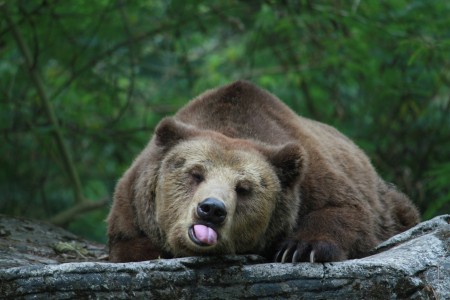 sleepy bear