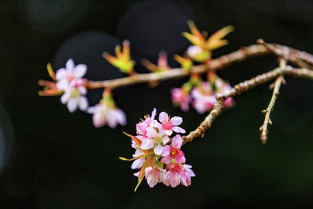 Setangkai Sakura