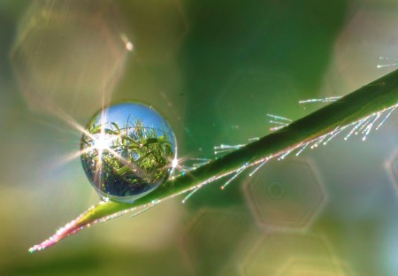 Dew