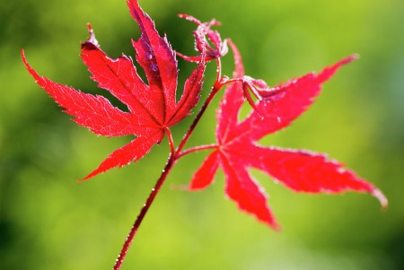 Maple Twins
