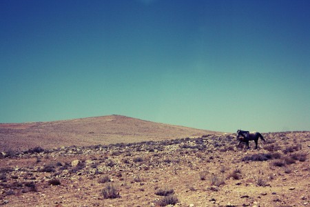Horses