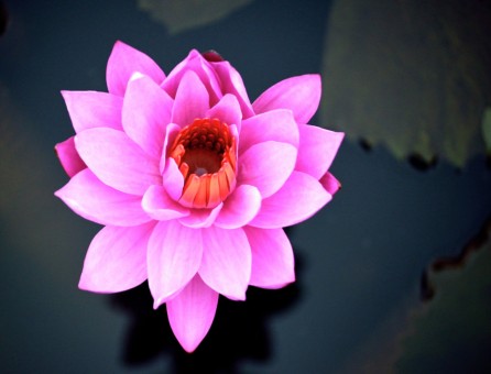The Lucky Lotus