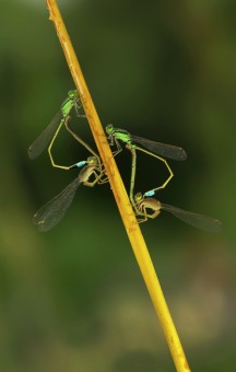In harmony