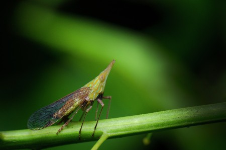 Colorful insect